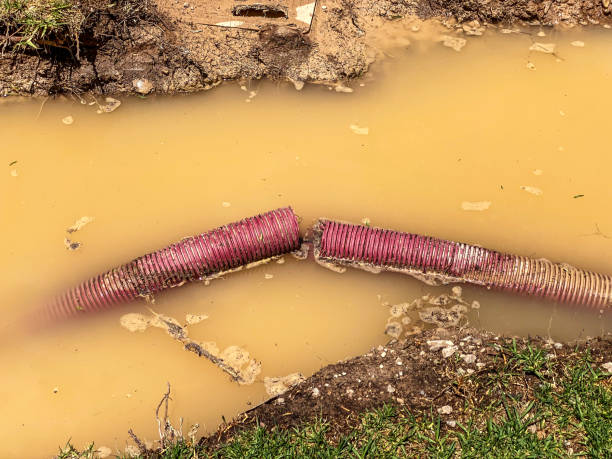 Best Mold removal after water damage  in Iselin, NJ